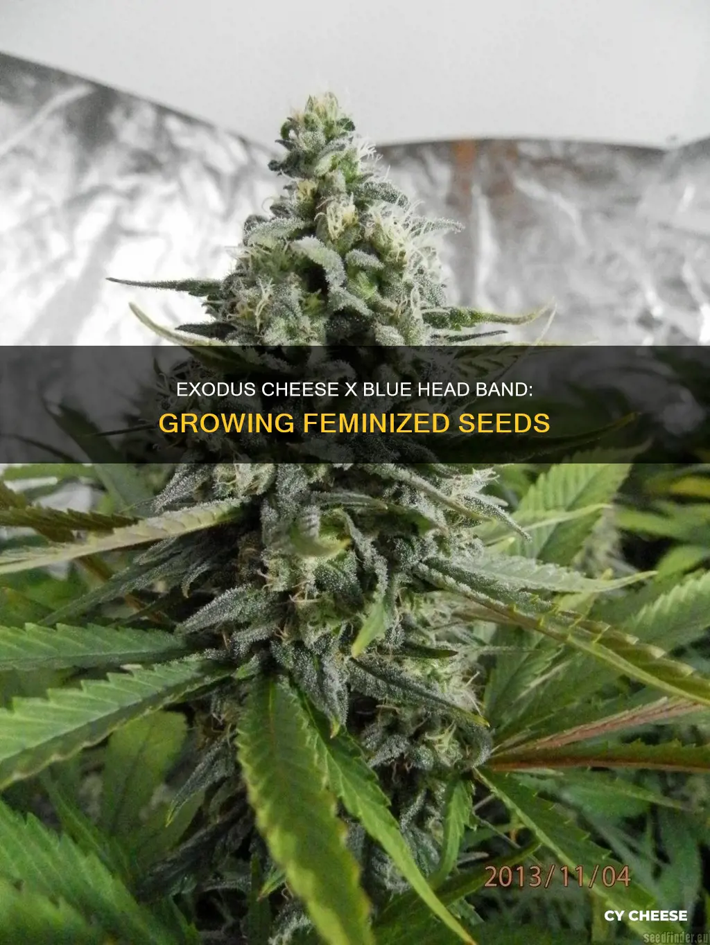 how to grow exodus cheese x blue head band feminized