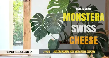 The Ultimate Guide to Growing Monstera Swiss Cheese