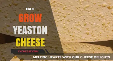 Mastering Yeast-Infused Cheese: A Step-by-Step Guide to Perfect Growth