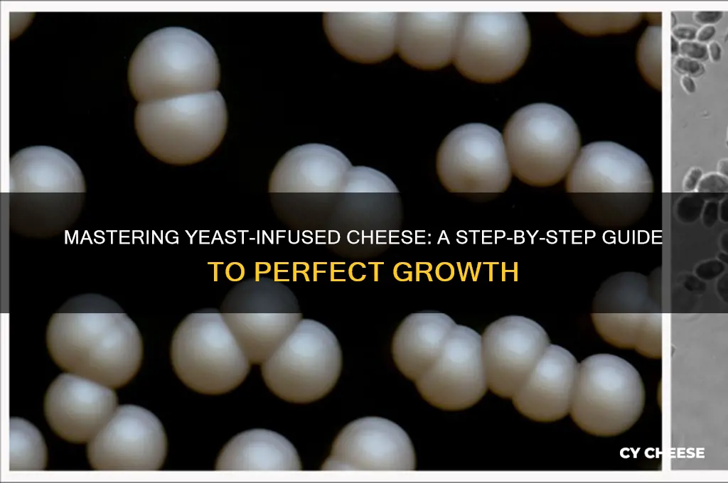 how to grow yeaston cheese