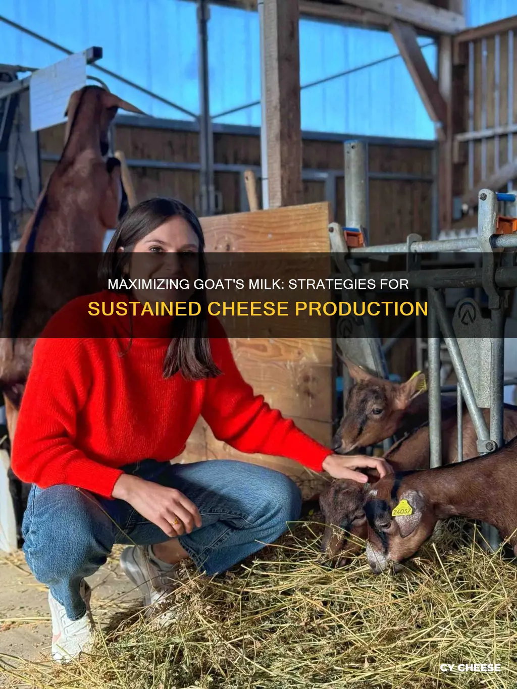 how to keeo goats producing cheese