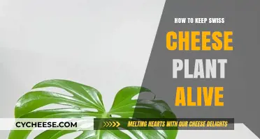 The Secret to Nurturing Your Swiss Cheese Plant