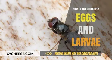 Effective Ways to Eliminate Cheese Fly Eggs and Larvae Permanently