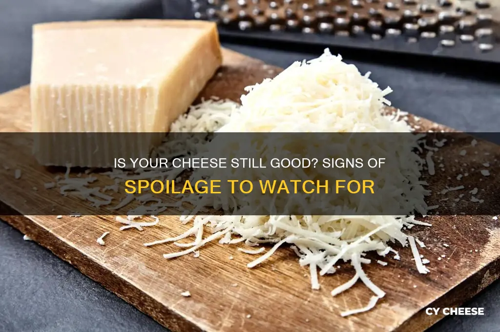 how to know if a cheese is spoiled