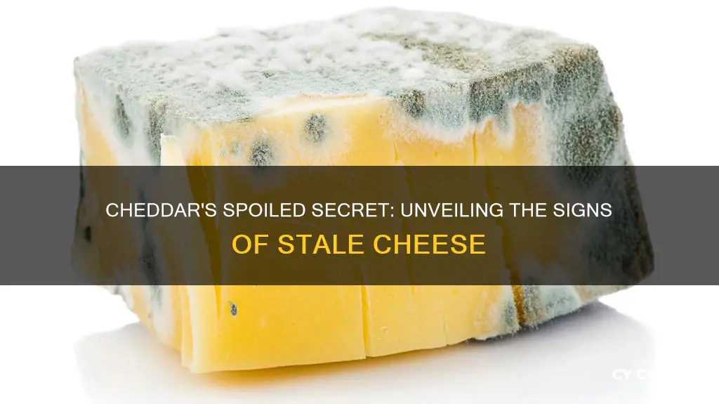 how to know if cheddar cheese is bad