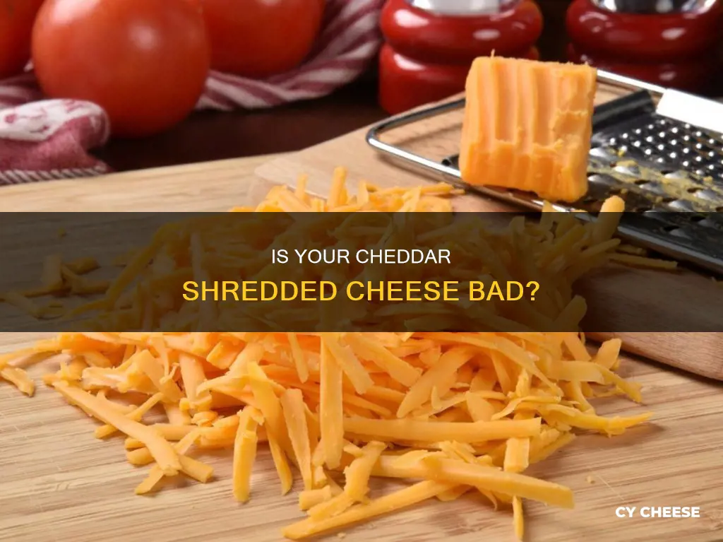 how to know if chedder shredded cheese is bad