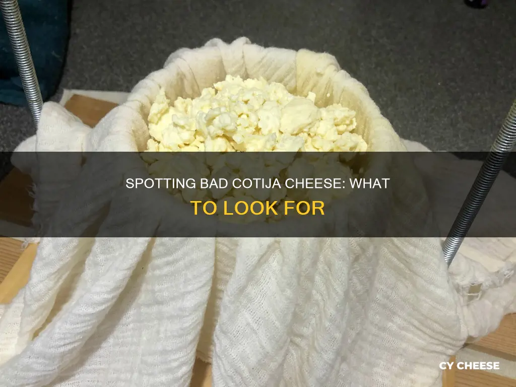 how to know if cotija cheese is bad