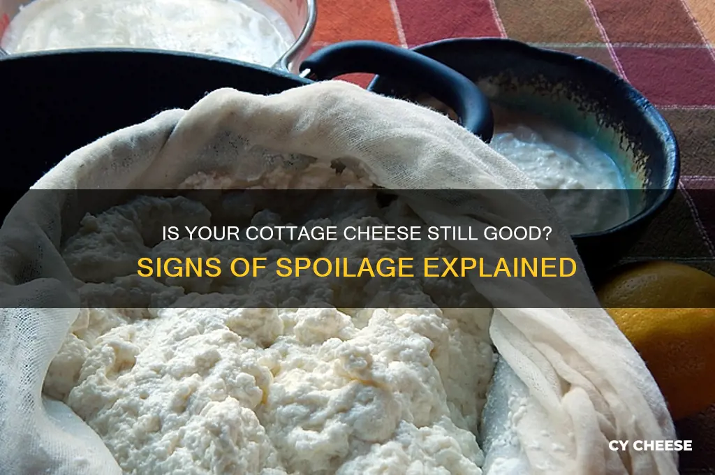 how to know if cottage cheese is expired