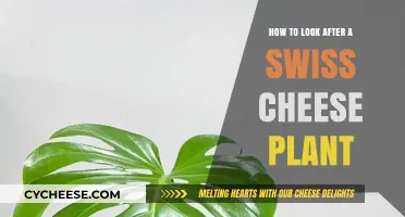 The Swiss Cheese Plant Care Guide