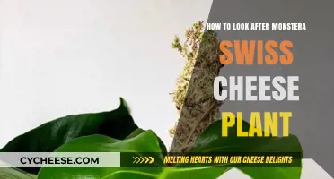 The Ultimate Monstera Swiss Cheese Plant Care Guide