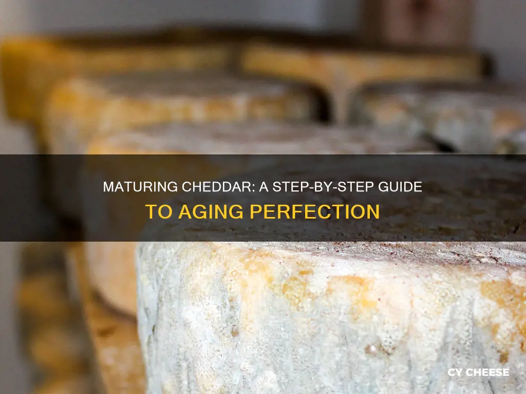 how to mature cheddar cheese