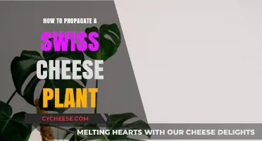 Propagating Swiss Cheese Plants: A Step-by-Step Guide for Beginners