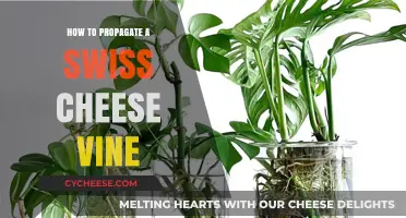 Propagating Swiss Cheese Vine: A Step-by-Step Guide