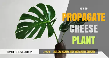 Easy Steps to Propagate Your Cheese Plant Successfully at Home