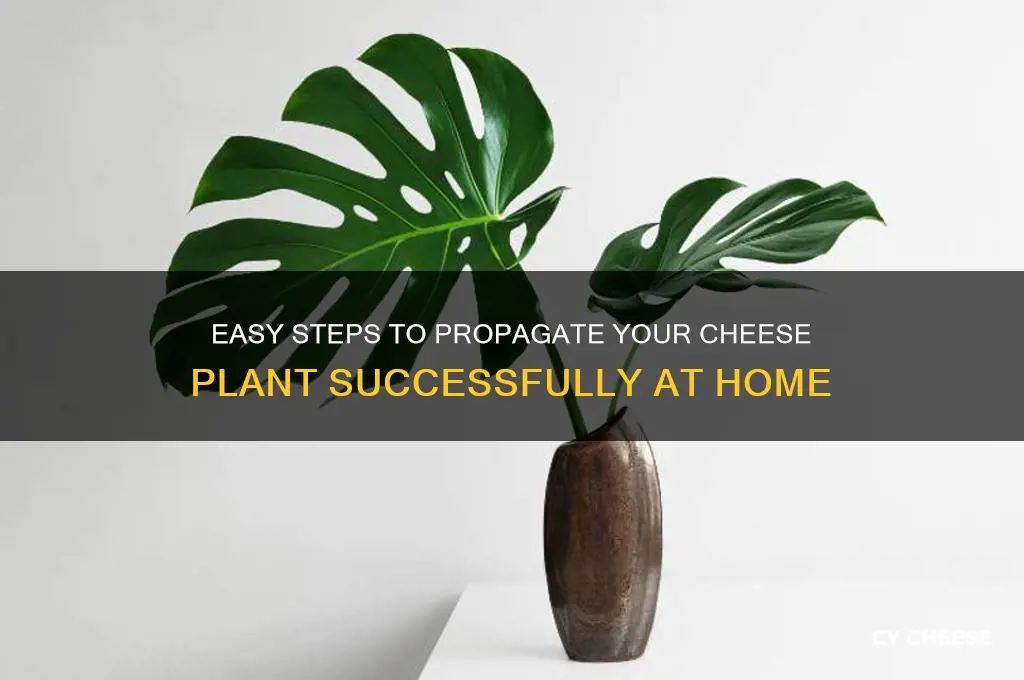 how to propagate cheese plant