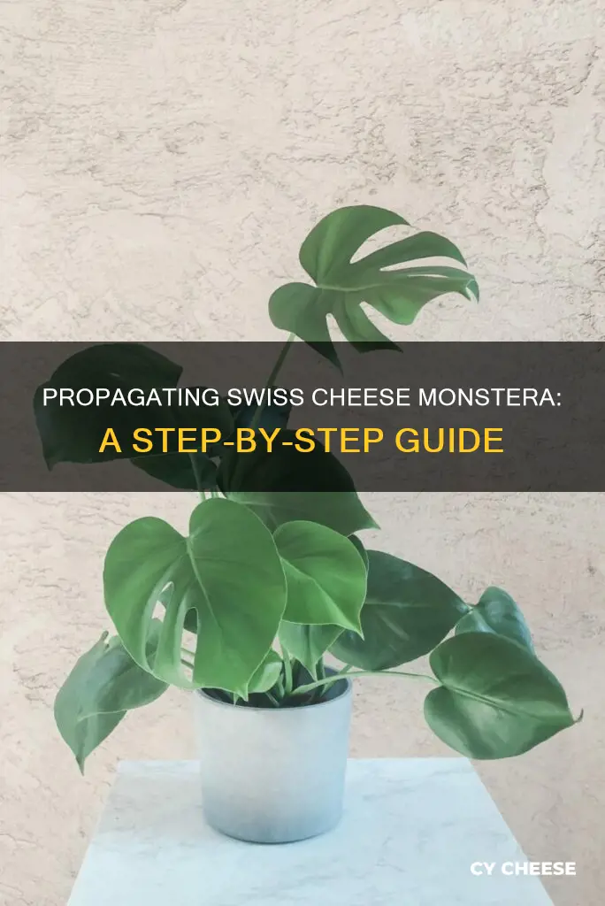 how to propagate swiss cheese monstera