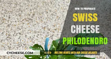 Propagating Swiss Cheese Philodendron: An Easy Step-by-Step Guide
