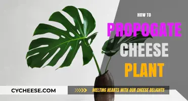 Easy Steps to Propagate Your Cheese Plant Successfully at Home