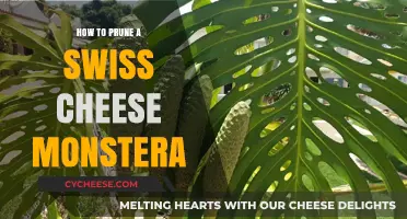 Pruning Swiss Cheese Monstera: Tips for Healthy Growth