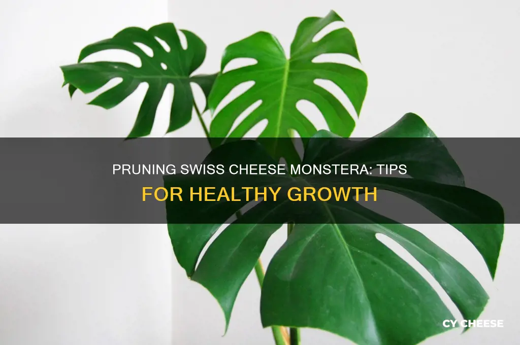how to prune a swiss cheese monstera
