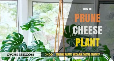 Pruning Your Cheese Plant: Essential Tips for Healthy Growth and Shape