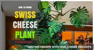 Pruning Swiss Cheese Plants: Tips for Healthy Growth