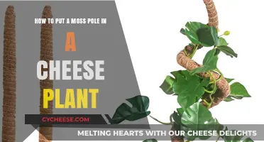 Cheese Plant Care: Inserting a Moss Pole