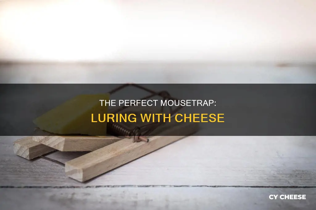how to put cheese on a mouse trap