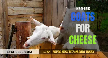 From Pasture to Plate: A Beginner's Guide to Raising Goats for Cheese