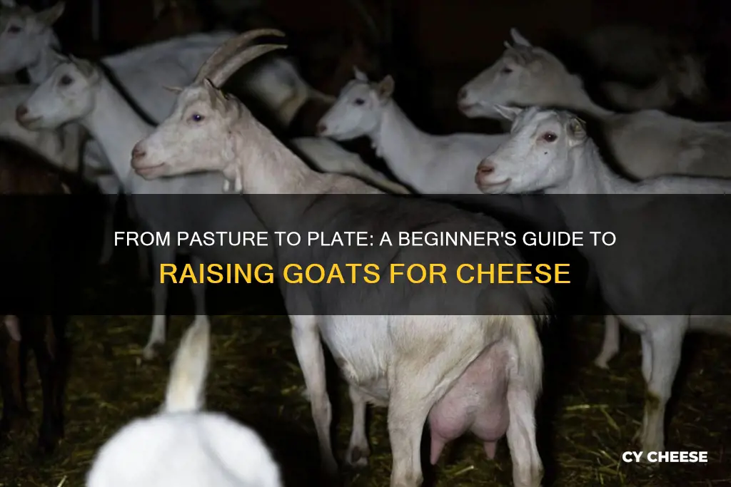 how to raise goats for cheese