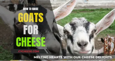 Goat Cheese Farming: A Beginner's Guide to Raising Goats