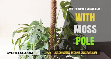 Repotting a Cheese Plant with Moss Pole: A Step-by-Step Guide