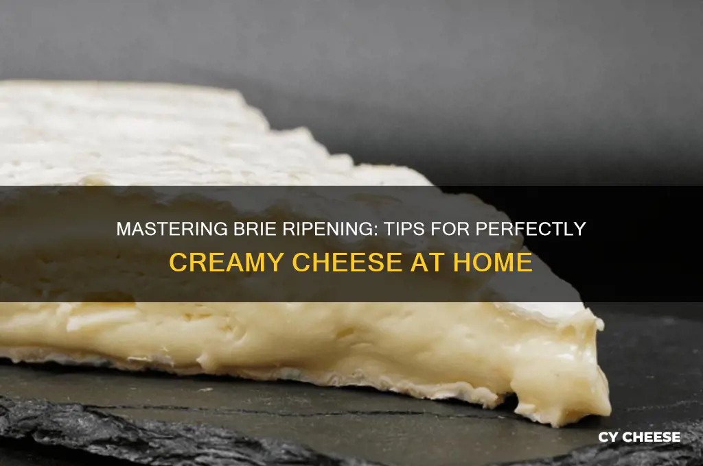 how to ripen brie cheese