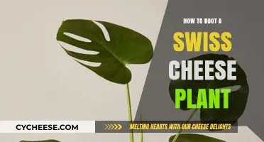 Propagating Swiss Cheese Plants: A Step-by-Step Guide