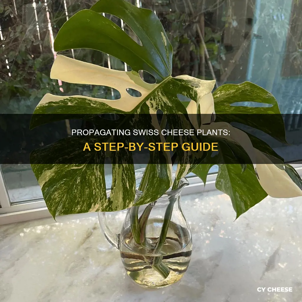 how to root a swiss cheese plant