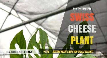 Propagating Swiss Cheese Plants: A Step-by-Step Guide