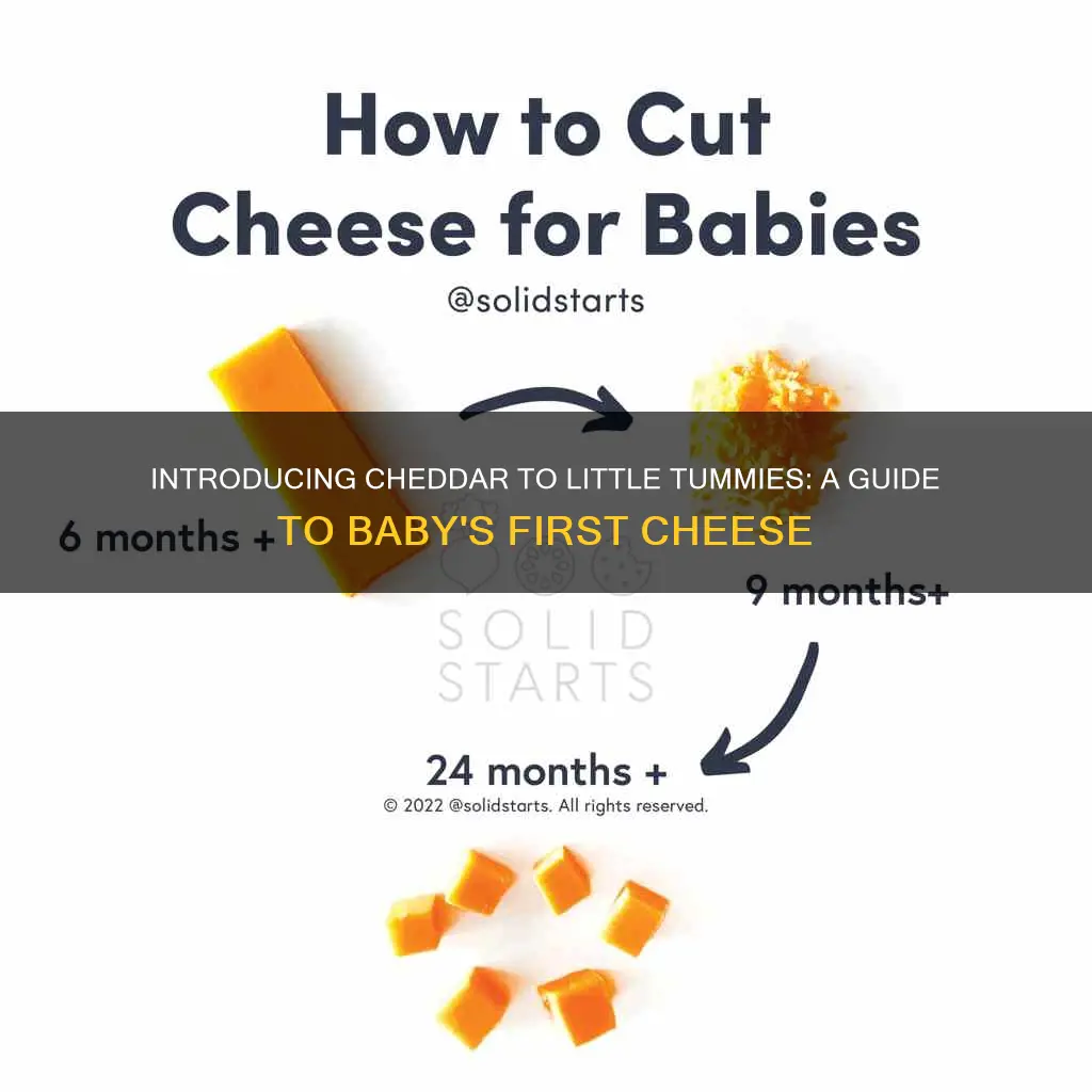 how to serve cheddar cheese to baby