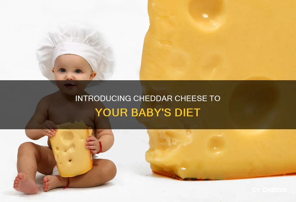 how to serve cheddar cheese to baby