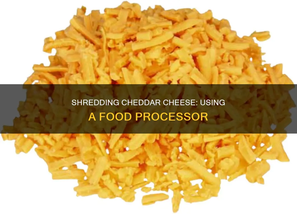 how to shred cheddar cheese in food processor