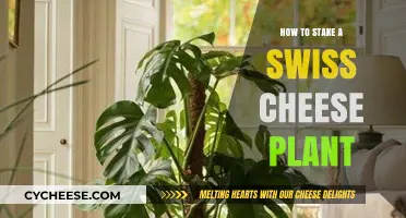 Staking Swiss Cheese Plants: A Guide to Supporting Their Growth