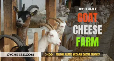 Goat Cheese Farming: Getting Started and Key Steps