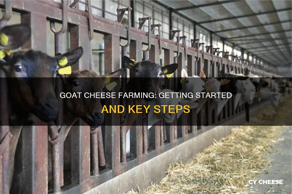 how to start a goat cheese farm