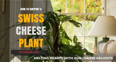 The Swiss Cheese Plant: Support Strategies for Success