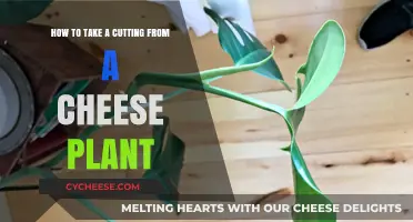 Propagating Cheese Plants: A Step-by-Step Guide to Taking Stem Cuttings