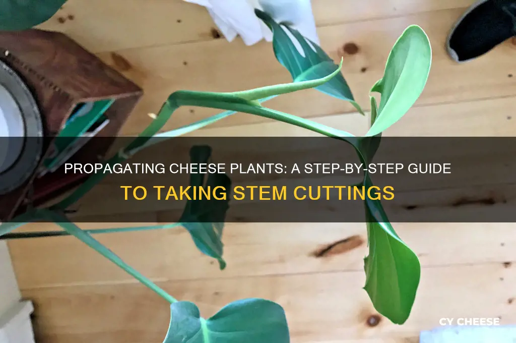 how to take a cutting from a cheese plant