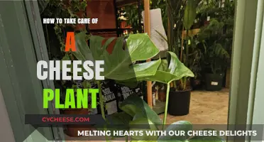 Caring for Your Cheese Plant: Essential Tips for Healthy Growth