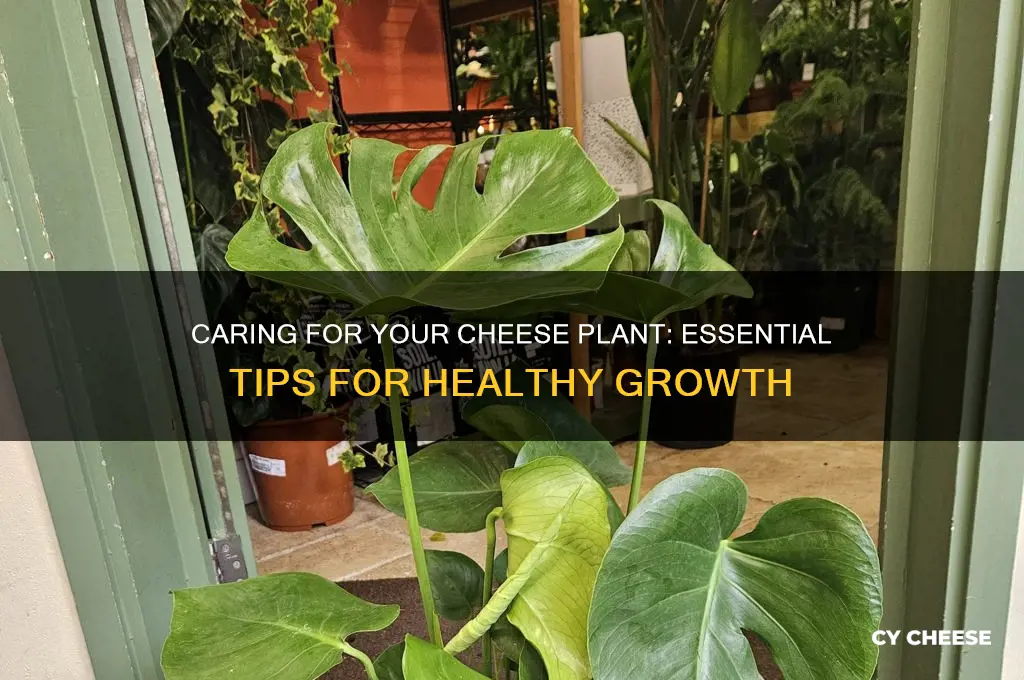 how to take care of a cheese plant