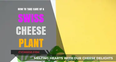 The Ultimate Guide to Nurturing Swiss Cheese Plants