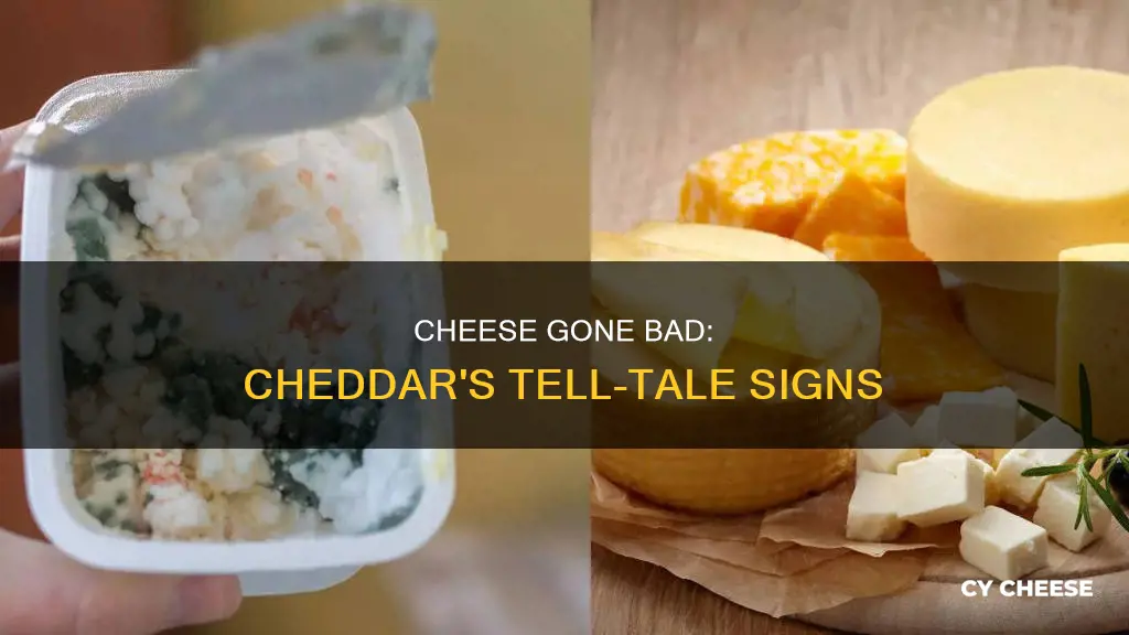 how to tell if block of cheddar cheese is bad