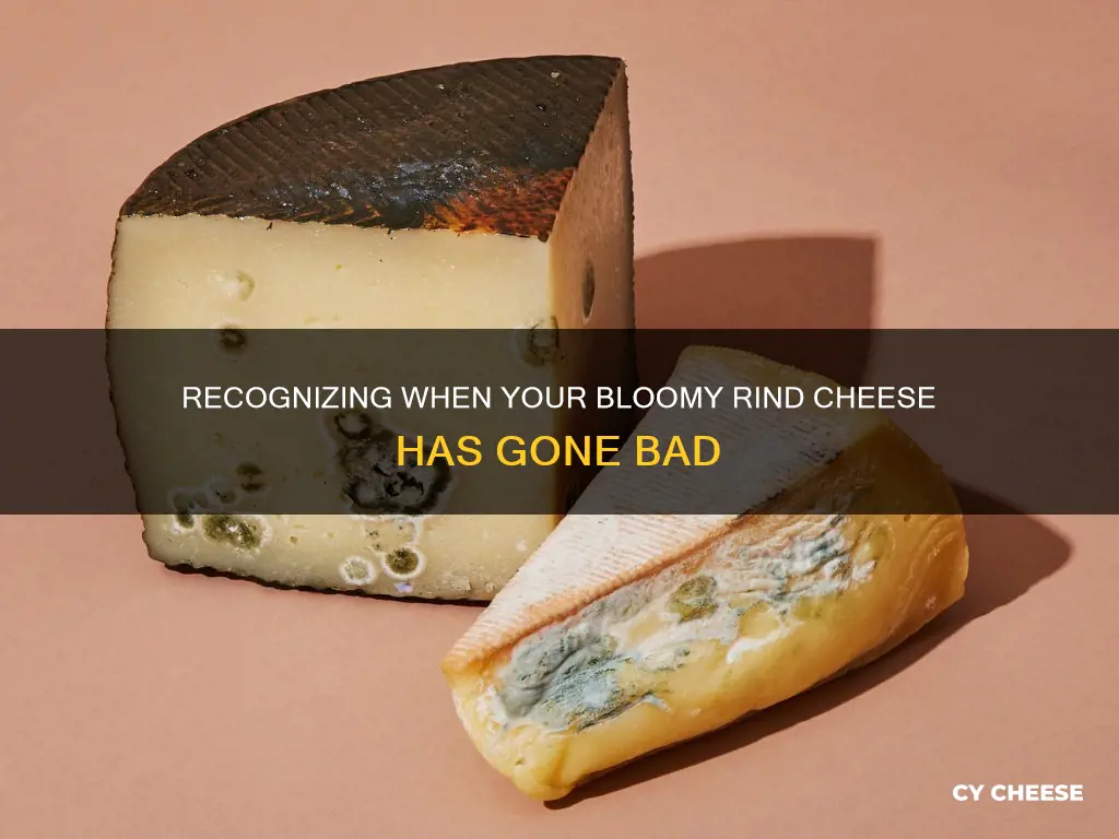 how to tell when bloomy rind cheese goes bad